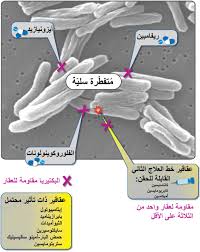Tuberculosis (tb) is caused by bacteria (mycobacterium tuberculosis) that most often affect the lungs. Ù…Ø±Ø¶ Ø§Ù„Ø³Ù„ Ø§Ù„Ø´Ø¯ÙŠØ¯ Ø§Ù„Ù…Ù‚Ø§ÙˆÙ… Ù„Ù„Ø¹Ù‚Ø§Ù‚ÙŠØ± ÙˆÙŠÙƒÙŠØ¨ÙŠØ¯ÙŠØ§