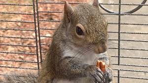 Air canada pets in the baggage compartment. Alabama Man Denies Feeding Meth To His Pet Attack Squirrel Cp24 Com