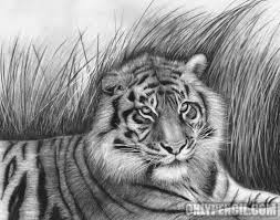 A tiger's footprint is called a pugmark. Sumatran Tiger Pencil Drawing By Lisandro Pena