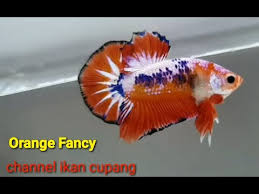 Oya, dalam perkawinan kedua ikan cupang yang jantan, pada umumnya akan menghasilkan ikan cupang jenis perempuan alias betina lho. 23 Jenis Ikan Cupang Plakat Lengkap Dengan Ciri Cirinya Part 1 Youtube