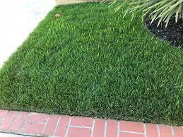Need Help Identifying Grass Like Weed In My New Marathon Ii Sod Grass