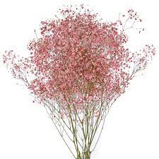 Not to be confused with the benign annual version of baby's breath, gypsophila elegans, this is the perennial baby's breath used extensively in rose bouquets by the cut flower trades. Fresh Baby S Breath Gypsophila Pink 70cmx200 Gram