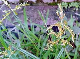 Image result for Cyperus denudatus