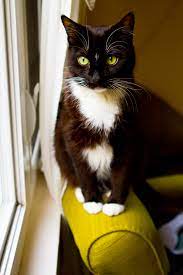 Feline lymphoma is a cancer of the white blood cells, the most common kind of which—multicentric lymphoma—affects the liver, spleen, and lymph nodes.other common forms include gastric, intestinal, renal, thymic, and spinal. Pet Cancer Awareness Nelly S Story With Liver Cancer Healthyhappylife Com