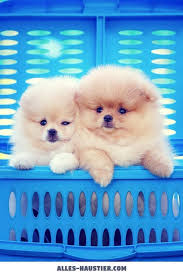 Heute habe ich erleben können, welche eine kraft und empathie von pferden ausgeht. Diese 21 Total Susse Hunde Sind Einfach Zum Verlieben Alles Haustier Hunde Welpen Susse Hunde Hunde