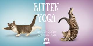 kitten yoga tickets sat jun 30 2018