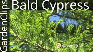 Bald cypress details texas smartscape plant base. Bald Cyprus Tree Taxodium Distichum Growing Bald Cypress Youtube