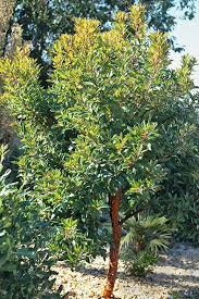 This tree will not flower until it is more mature at approx 8 years. 30 Trends Ideas Small Evergreen Trees For Containers Uk Pink Wool