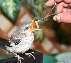 Baby Bird Identification Gallery