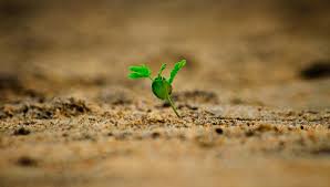 Ce a decis andi constantin in privinta eliminarii. Plantele Pot Trimite Semnale Electrice Secrete Pe Sub PÄƒmant Ce Au Aflat CercetÄƒtorii