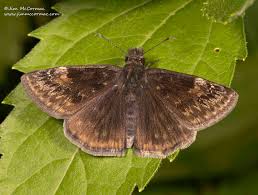 Image result for Indigofera cylindracea