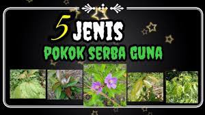 Pokok herba yang wajib ada di rumah andaподробнее. 5 Jenis Pokok Herba Yang Perlu Anda Ketahui Youtube