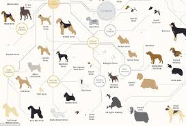 The Family Tree Of Dogs Infographic Reveals How Every Breed