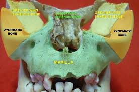 The sphenoid bone is situated at the base of the skull in front of the temporals and basilar part of the occipital. Sphenoid Bone The Definitive Guide Biology Dictionary