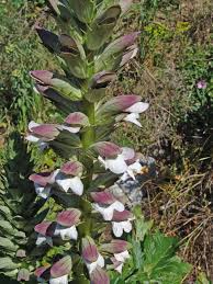 Image result for Sclerochiton hirsutus