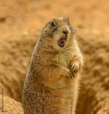 Image result for Cynomys ludovicianus obrázek