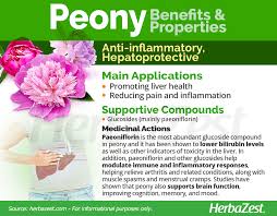 The particular water mold that causes phytophthora blight is called phytophthora capsici (sometimes abbreviated as p. Peony Herbazest