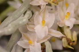 Image result for Microcoelia exilis