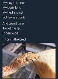 Gud Snek Get More Gifs Funny Funnymemes Humor Videos Memes Funnypictures Funnypic Quotes Pic Cute Funny Animals I Lik The Bred Funny Animal Memes