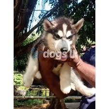 Good healthy &active puppies 6 week old. Alaskan Malamute Male Puppy For Sale Dogs Lk