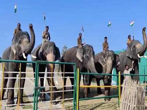 Tamil Nadu: Elephants salute national flag at Mudumalai Camp on occasion of 75th Republic Day