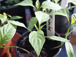 Maybe you would like to learn more about one of these? Hochbeet Praxistipps Im September Ich Bin Im Garten De