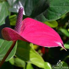 Anthurium Anouk Anthurium Plants Australian Plants