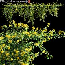 Image result for Tristellateia