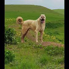 mardin kennel home facebook