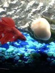 Dead Snail And Baby Betta Help My Aquarium Club