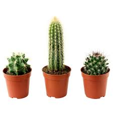 This is a guide to cactus in minecraft. Cactaceae Potted Plant Cactus Assorted Ikea Hong Kong And Macau