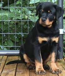 Find your new companion at we have only the best rottweilers in the ozarks all puppies come with health certificates health records will sure to make this condor von wolpinghausen is a retired german import stud, looking for the right home. Rottweiler Puppies For Sale Atlanta Ga 300554