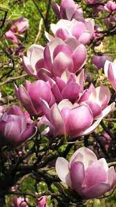 Magnolia Soulangeana Satisfaction Trees For Sale Online Magnolia Soulangeana Tulip Magnolia Saucer Magnolia Tree