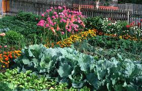 Beans provide the nitrogen carrots need more than some other vegetables. 18 Cabbage Family Companion Plants 4 To Never Grow Together