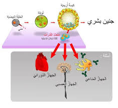 أصبحت زراعة الخلايا الجذعية الجنينية البشرية مثيرة للجدل بسبب طبيعة انتشارها، وأصبحت أنواع البحوث المسموح بها عرضة لقيود كبيرة. Ø§Ù„Ø¹Ù„Ø§Ø¬ Ø¨Ø§Ù„Ø®Ù„Ø§ÙŠØ§ Ø§Ù„Ø¬Ø°Ø¹ÙŠØ© ÙÙŠ ØªØ§ÙŠÙ„Ù†Ø¯ Ù‡Ùˆ ÙØµÙ„ Ø¬Ø¯ÙŠØ¯ Ø¨Ø§Ù„Ø·Ø¨ Ø§Ù„Ø­Ø¯ÙŠØ«