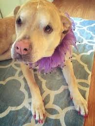 This adoption support and counseling leads to fewer adoption disruptions, stronger relationships between birth and adoptive families and a better adoption experience overall for. 460 Make Me A Promise Ideas Dogs Pets Animal Rescue