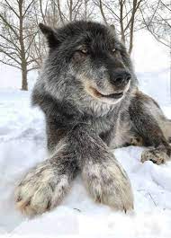 Talk About A Close Up Of A Beatuiful Wolf And Thoese Huge Paws Rtd 036 Wolf Dog Animals Beautiful Wild Dogs