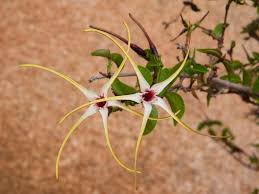 One bottle on standard dosing lasts 80 days which represents incredible value! Strophanthus Kombe
