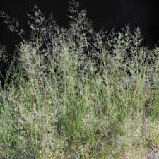 Image result for Eragrostis cylindriflora