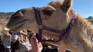 If you own the rights to any of the images and do not wish them to appear on the site please contact us, and they will be promptly removed! California Camel Dairy Farm Is A Camel Oasis Abc10 Com