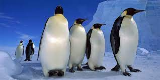 The emperor penguin is the biggest living penguin species. The Emperor Penguin The Biggest Penguin In The World Dinoanimals Com