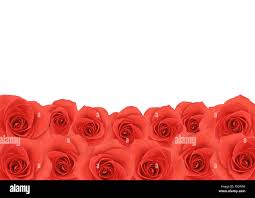 Love rose flower hi-res stock photography and images