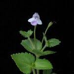 Image result for Craterostigma nummulariifolium