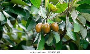 Image result for Manilkara kauki