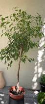 Image result for Ficus chirindensis