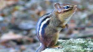 Ground Squirrels Vs Chipmunks Size Stripes And Ears