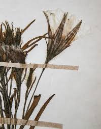 Image result for Ipomoea linosepala