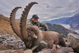 Image result for ibex