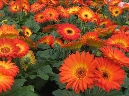 Gerbera Midi Fireball Plants Planting Vegetables Gerberas