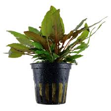 In its native land, the beginners may think that the cryptocoryne wendtii has died off but after some time the plant will. Cryptocoryne Wendtii Tropica Tropica Aquarium Plants
